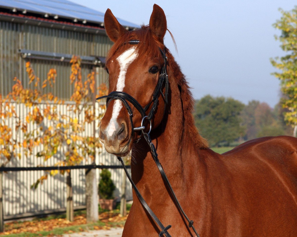 jumper Père Parzival (Hanoverian, 2012, from Perigueux)