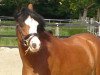 dressage horse Gigolo (Welsh-Pony (Section B), 2008, from Greylight)