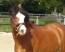 dressage horse Gigolo (Welsh-Pony (Section B), 2008, from Greylight)