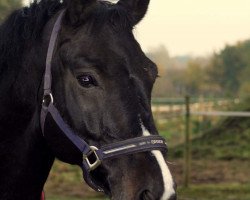 Springpferd Casiro's Donar (Zweibrücker, 2006, von Casiro I)