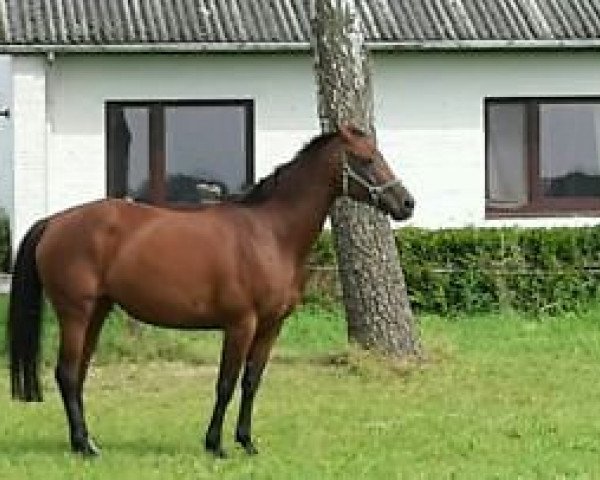 broodmare Parissa II (Holsteiner, 2000, from Chirac)