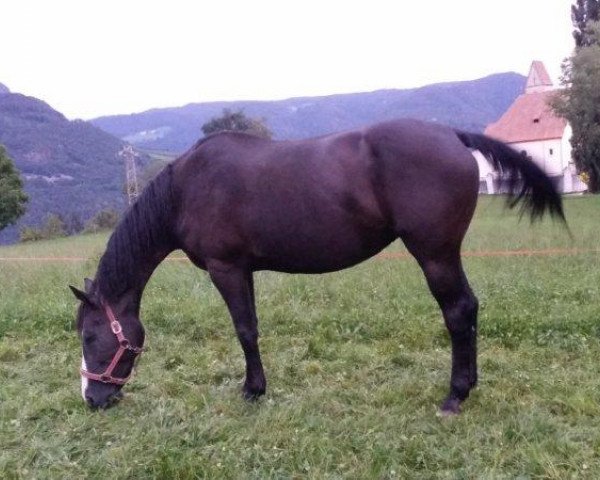 Zuchtstute DIVA DI SAN MARTINO (Schweizer Warmblut, 2002, von Darco)