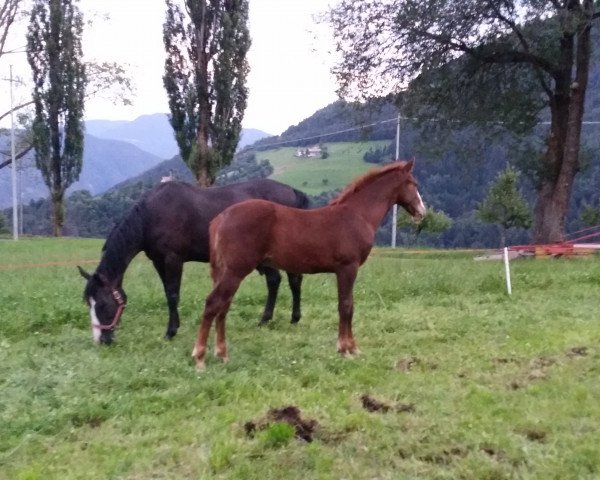 Deckhengst ARCCO MA (Deutsches Sportpferd, 2015, von Acolydor)