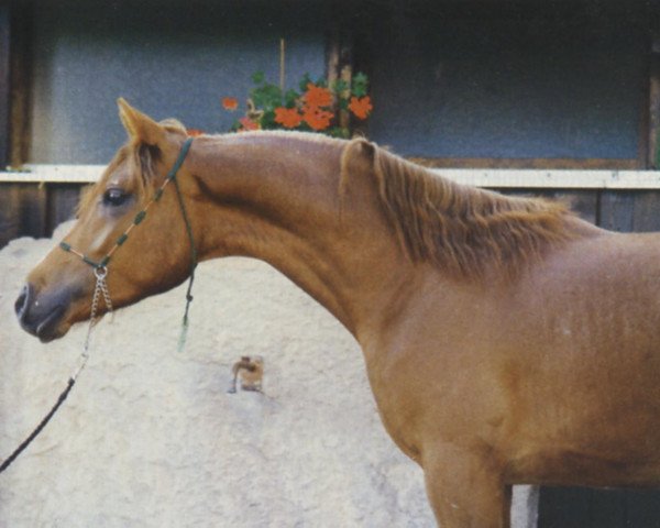 stallion Amir Falak Pasha ox (Arabian thoroughbred, 1988, from Sherif Pasha 1982 ox)