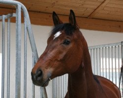 horse Rubisco-Raffael S (Trakehner, 2003, from Schenkendorf)