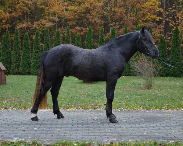 Pferd Korwin (Polnisches Warmblut, 2012)