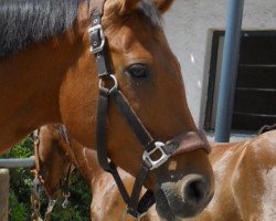 broodmare Cleophatra (Westphalian, 2001, from Cassone)