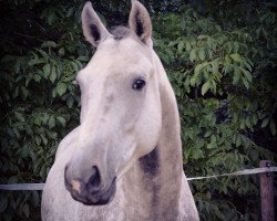 jumper Commander Mc Garrett 3 (Oldenburg show jumper, 2011, from Colestus)