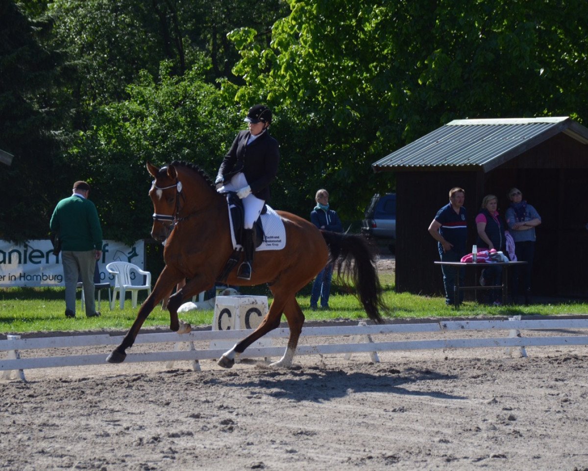 Dressurpferd Captain Jack 56 (Holsteiner, 2011, von Catoo)