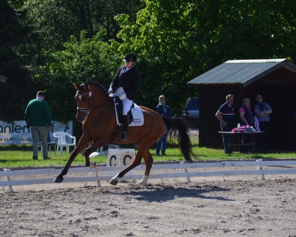 dressage horse Captain Jack 56 (Holsteiner, 2011, from Catoo)