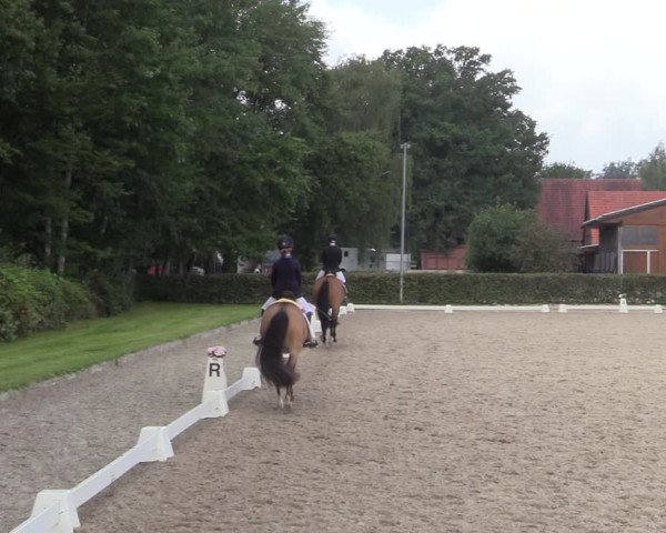 Reitturnier Greven 2020