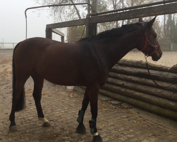 dressage horse Amaryllis 41 (Hessian Warmblood, 2008, from Almaz)