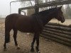 dressage horse Amaryllis 41 (Hessian Warmblood, 2008, from Almaz)