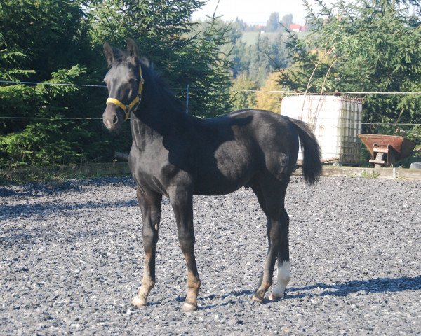stallion Lord M (Sachs-door. Heavy Warmbl., 2015, from Lombardino)