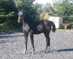 stallion Lord M (Sachs-door. Heavy Warmbl., 2015, from Lombardino)