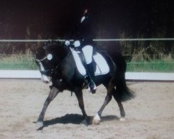 broodmare Perina 29 (German Riding Pony, 2000, from Synod Nickelcoin)