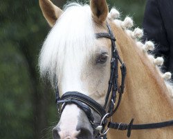 Dressurpferd Queen Bee (Deutsches Reitpony, 2004, von Frankenhoeh's Kir Royal)