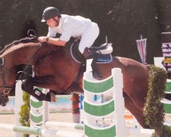 jumper Diadini (Oldenburg show jumper, 2009, from Diarado)