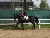 dressage horse Don Diavolo 5 (Hanoverian, 2009, from Don Frederico)