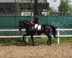 dressage horse Don Diavolo 5 (Hanoverian, 2009, from Don Frederico)