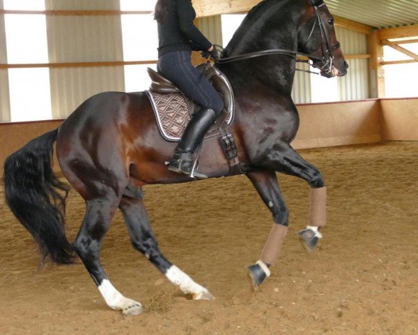 dressage horse Dantano (Württemberger, 2009, from Don Diamond)