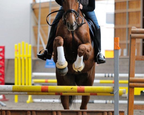 dressage horse Diamond Lady (Hanoverian, 2004, from De Kooning)