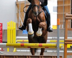 dressage horse Diamond Lady (Hanoverian, 2004, from De Kooning)