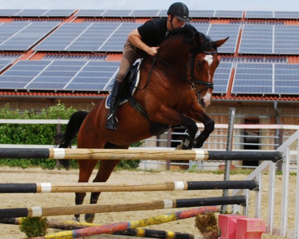 jumper Licara KR (Zweibrücken, 2008, from Lissabon 29)