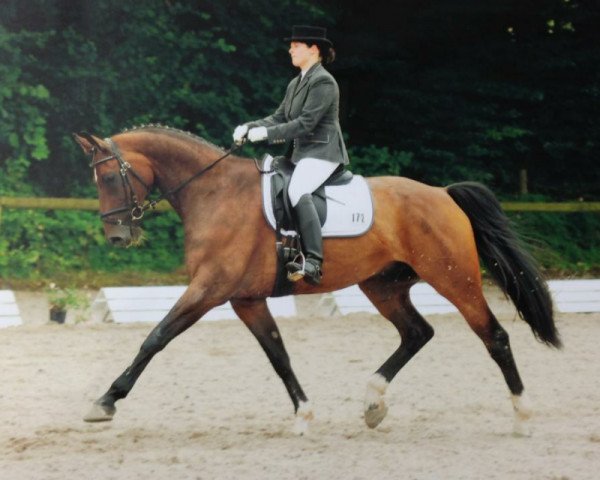 horse Pik Kavalier K (Westphalian, 1998, from Pik Donnerhall)