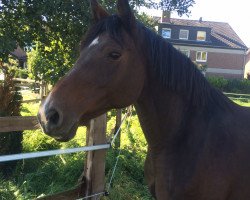 broodmare Clintorda (Holsteiner, 2004, from Clinton I)