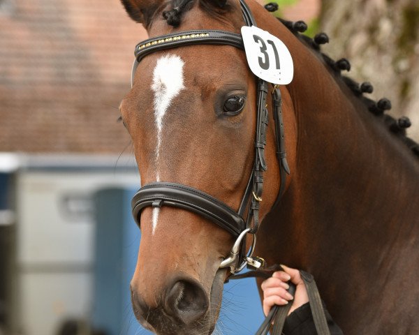 broodmare Rubina (Oldenburg, 2011, from De Niro)