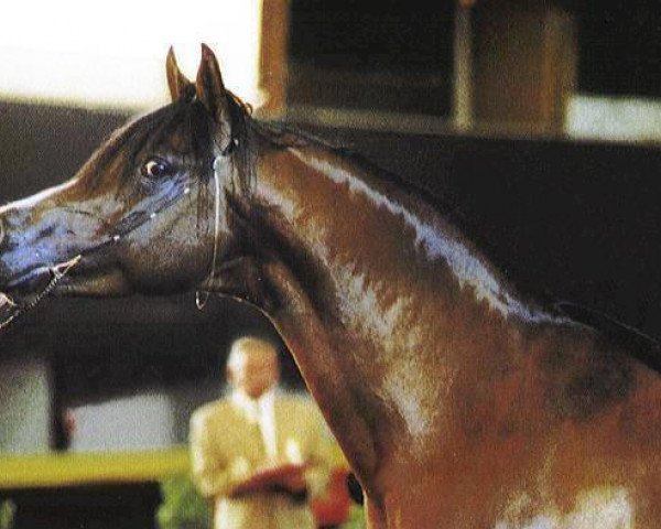 horse Moshai ox (Arabian thoroughbred, 1993, from Simeon Shai 1984 ox)