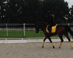 dressage horse Justin (German Riding Pony, 1995)