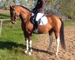 broodmare Lucky M (Pinto / Hunter, 2005, from Lone Star)