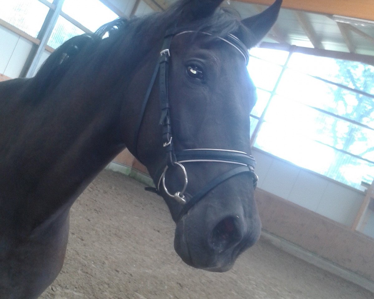 jumper Pennywise 4 (Polish Warmblood, 2009, from Makler II)
