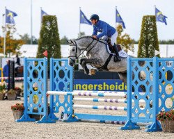 Deckhengst Allroad 2000 Z (Zangersheide Reitpferd, 2017, von Aganix du Seigneur)