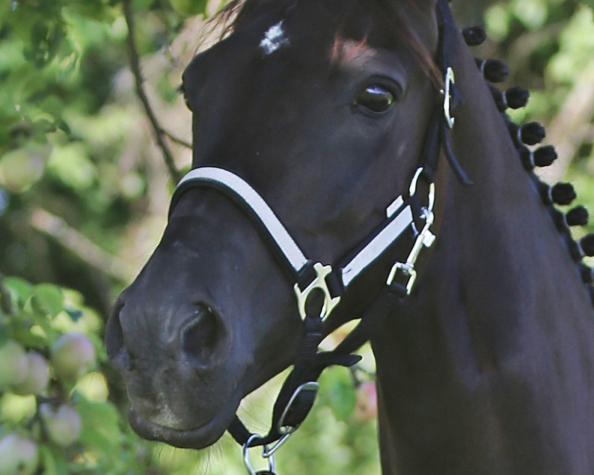dressage horse Kaptain 5 (German Riding Pony, 2009, from Kaiser Konrad)