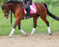 Springpferd Lacantus H (Mecklenburger, 2007, von Lonely Boy)