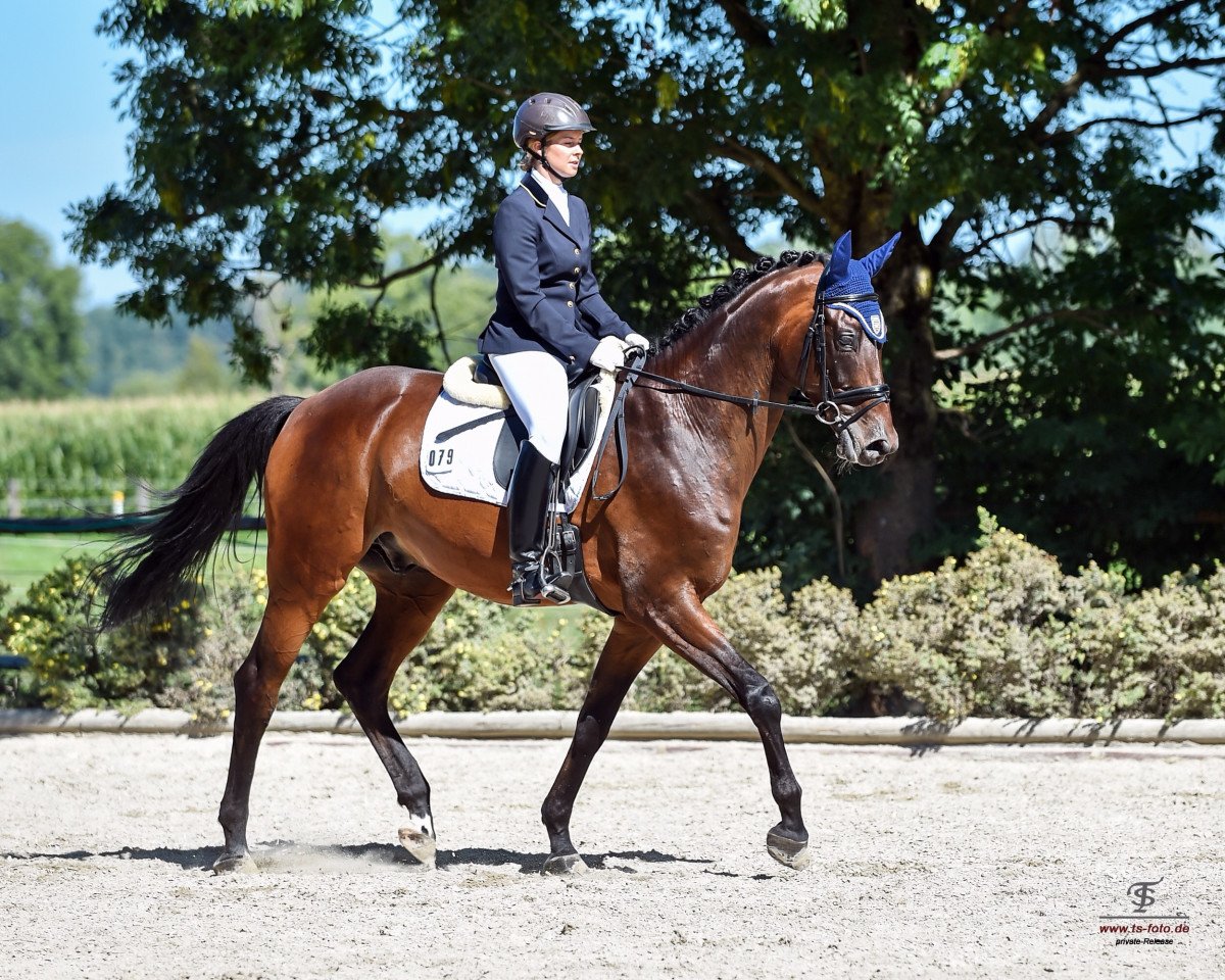 dressage horse Fidel 15 (Trakehner, 2008, from Summertime)