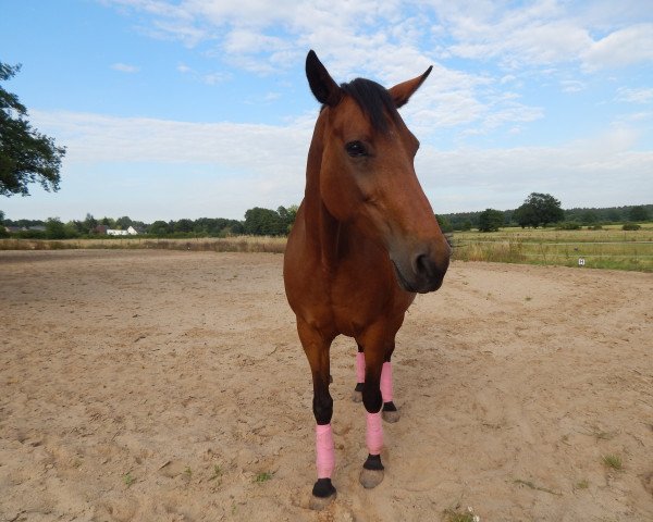 Pferd Wasinie (Hannoveraner, 2001, von Weltmeyer)