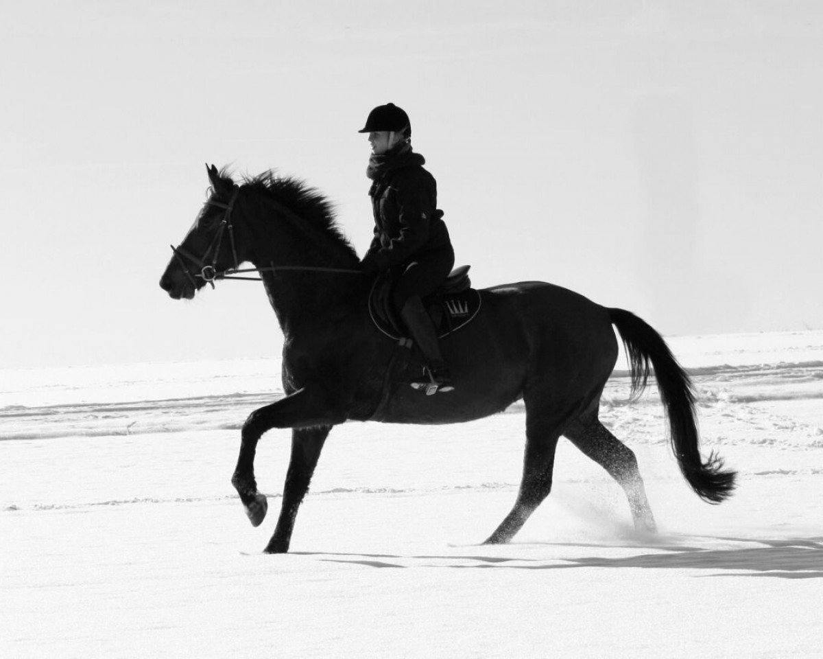 jumper Conti (Westphalian, 2010, from Coronas 2)