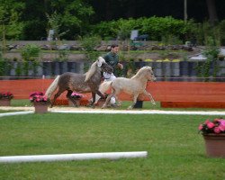 dressage horse Jack the Ripper (German Classic Pony, 2015, from Joker vom Uhlenbruch)