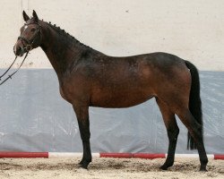 jumper Quitana (Hanoverian, 2011, from Quaid)