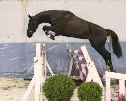 jumper Thekla V (Hanoverian, 2012, from Toronto)