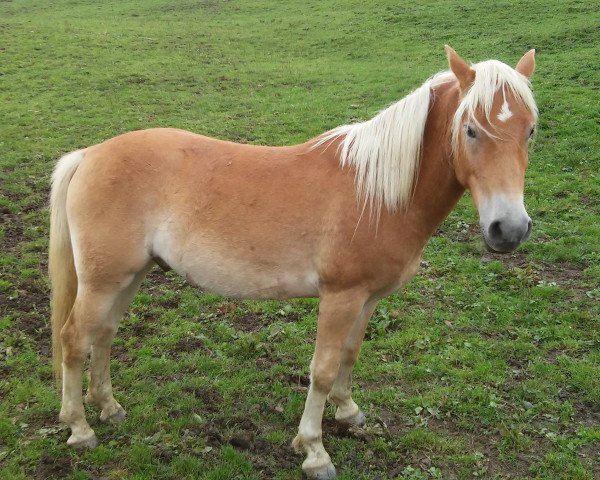 horse Nero (3,91% ox) (Edelbluthaflinger, 2013, from Naigon (4,69% ox))
