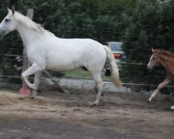 Zuchtstute Biscaia (Lusitano, 2006, von oriolos)