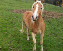 horse Nino (3,91% ox) (Edelbluthaflinger, 2014, from Naigon (4,69% ox))