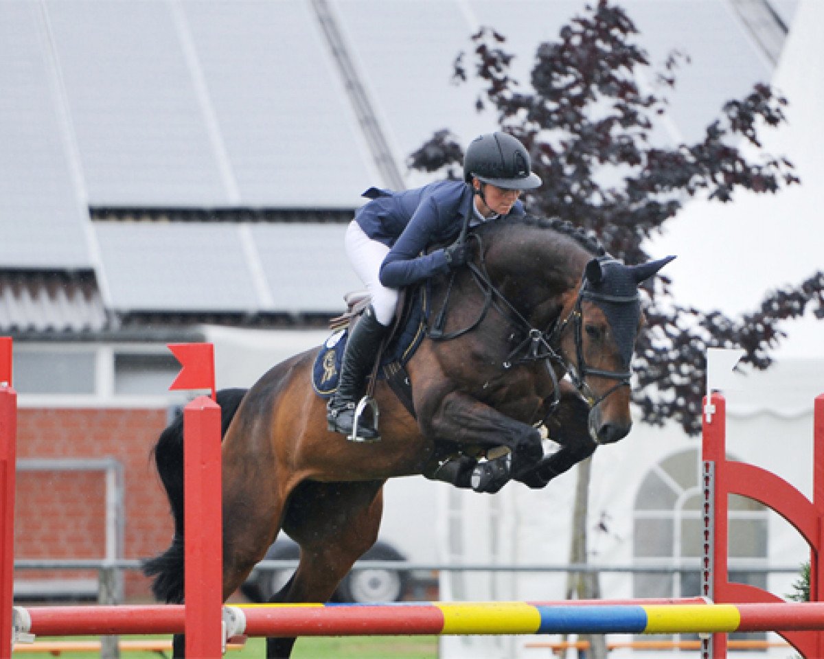 jumper Miss Bubbles (Oldenburg show jumper, 2009, from Balou du Rouet)