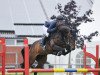 jumper Miss Bubbles (Oldenburg show jumper, 2009, from Balou du Rouet)