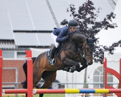 jumper Miss Bubbles (Oldenburg show jumper, 2009, from Balou du Rouet)